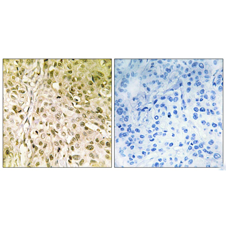 Immunohistochemistry - Anti-DNA Polymerase thet Antibody (C10173) - Antibodies.com