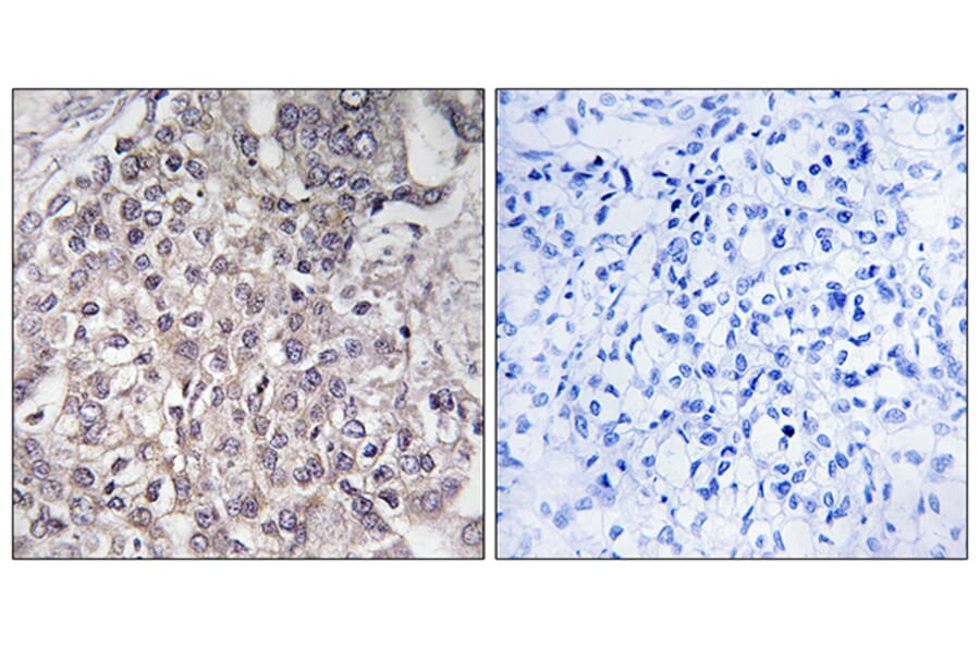 Immunohistochemistry - Anti-Cytochrome P450 4F2 Antibody (C12283) - Antibodies.com