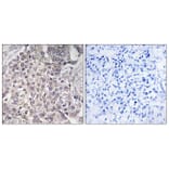 Immunohistochemistry - Anti-Cytochrome P450 4F2 Antibody (C12283) - Antibodies.com