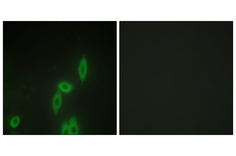 Immunofluorescence - Anti-PCDH X + PCDH Y Antibody (C11648) - Antibodies.com
