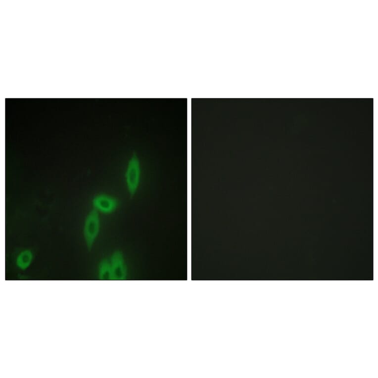 Immunofluorescence - Anti-PCDH X + PCDH Y Antibody (C11648) - Antibodies.com