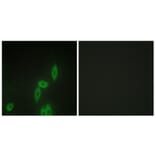 Immunofluorescence - Anti-PCDH X + PCDH Y Antibody (C11648) - Antibodies.com