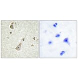 Immunohistochemistry - Anti-PCDH X + PCDH Y Antibody (C11648) - Antibodies.com