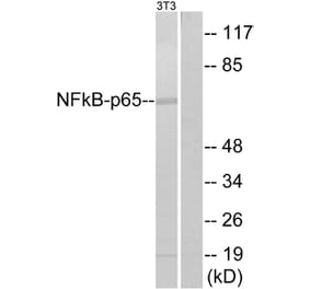 Western Blot - Anti-NF-kappaB p65 Antibody (B7163) - Antibodies.com