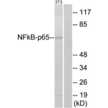 Western Blot - Anti-NF-kappaB p65 Antibody (B7163) - Antibodies.com