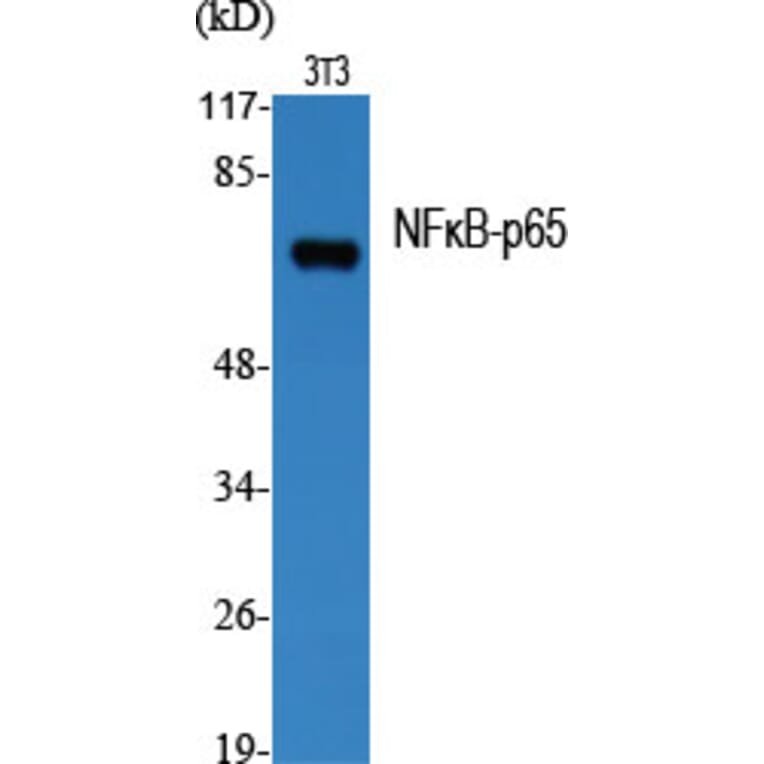 Western Blot - Anti-NF-kappaB p65 Antibody (B7163) - Antibodies.com