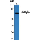 Western Blot - Anti-NF-kappaB p65 Antibody (B7163) - Antibodies.com