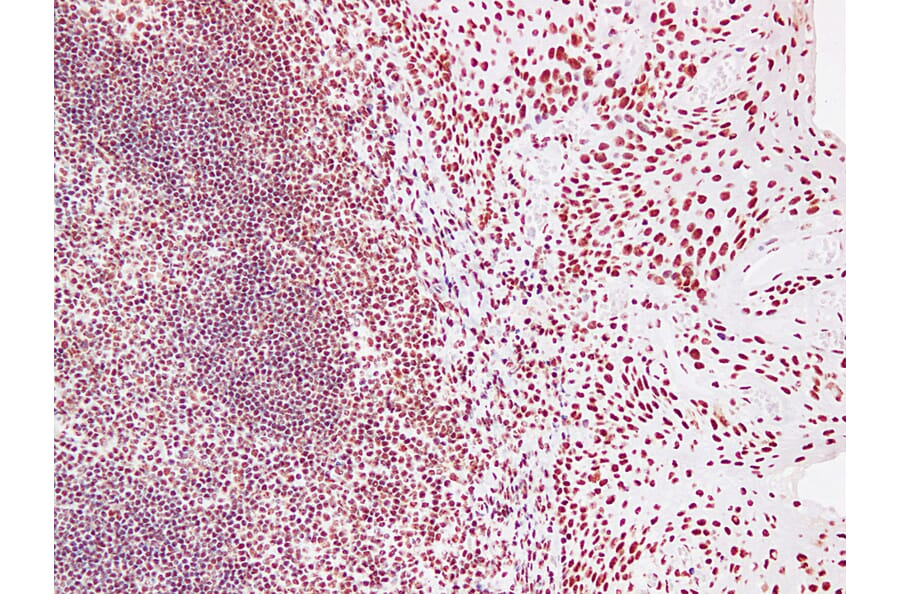 Immunohistochemistry - Anti-Nucleophosmin Antibody (V0104) - Antibodies.com