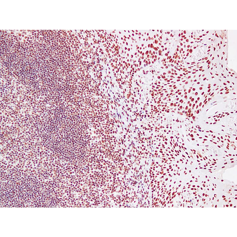 Immunohistochemistry - Anti-Nucleophosmin Antibody (V0104) - Antibodies.com