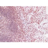 Immunohistochemistry - Anti-Nucleophosmin Antibody (V0104) - Antibodies.com