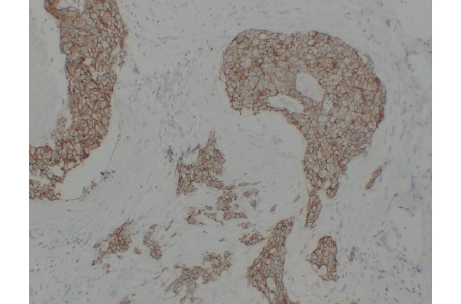 Immunohistochemistry - Anti-pan Cadherin Antibody (V0011) - Antibodies.com