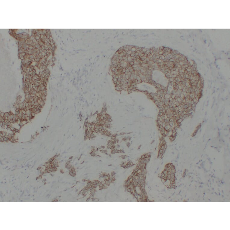 Immunohistochemistry - Anti-pan Cadherin Antibody (V0011) - Antibodies.com