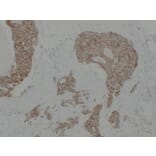 Immunohistochemistry - Anti-pan Cadherin Antibody (V0011) - Antibodies.com