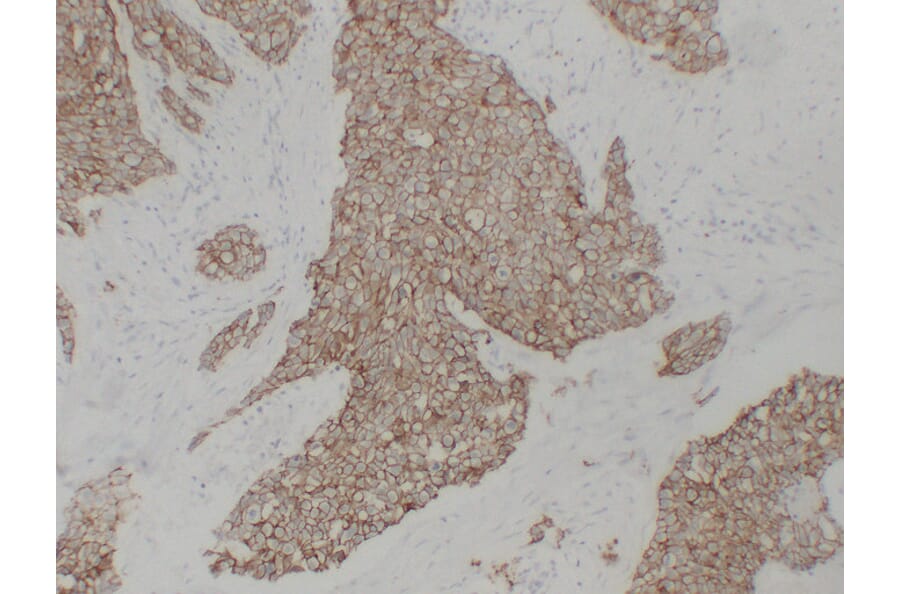 Immunohistochemistry - Anti-pan Cadherin Antibody (V0011) - Antibodies.com