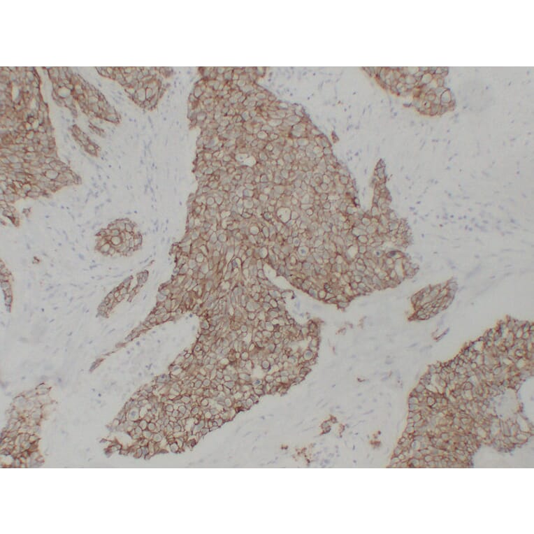 Immunohistochemistry - Anti-pan Cadherin Antibody (V0011) - Antibodies.com