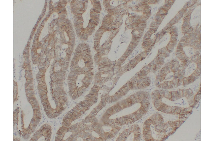 Immunohistochemistry - Anti-pan Cadherin Antibody (V0011) - Antibodies.com
