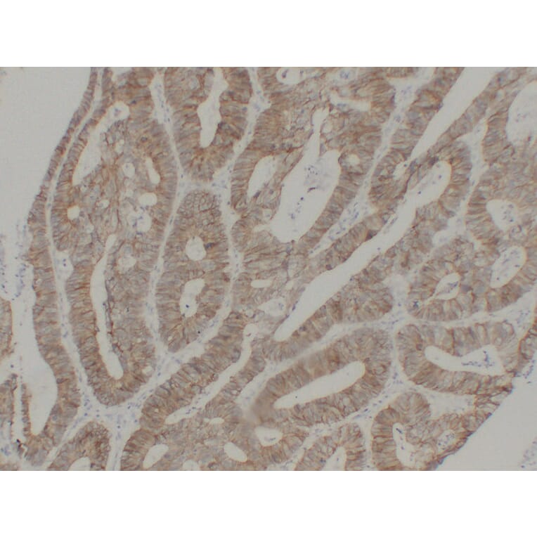 Immunohistochemistry - Anti-pan Cadherin Antibody (V0011) - Antibodies.com