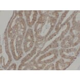 Immunohistochemistry - Anti-pan Cadherin Antibody (V0011) - Antibodies.com
