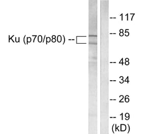 Western Blot - Anti-Ku70 + Ku80 Antibody (C0252) - Antibodies.com