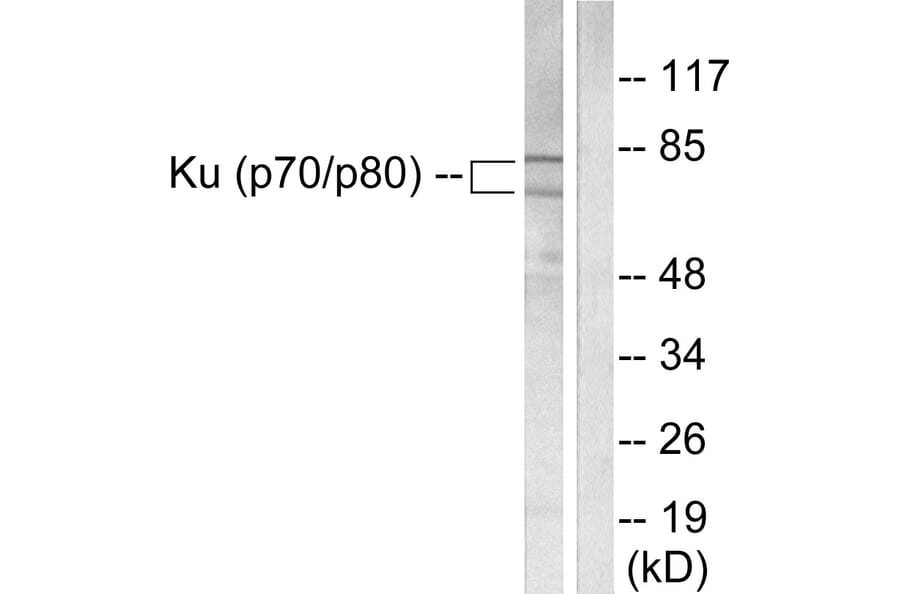 Western Blot - Anti-Ku70 + Ku80 Antibody (C0252) - Antibodies.com