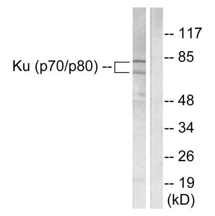 Western Blot - Anti-Ku70 + Ku80 Antibody (C0252) - Antibodies.com