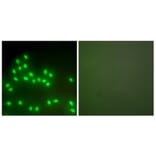 Immunofluorescence - Anti-Ku70 + Ku80 Antibody (C0252) - Antibodies.com