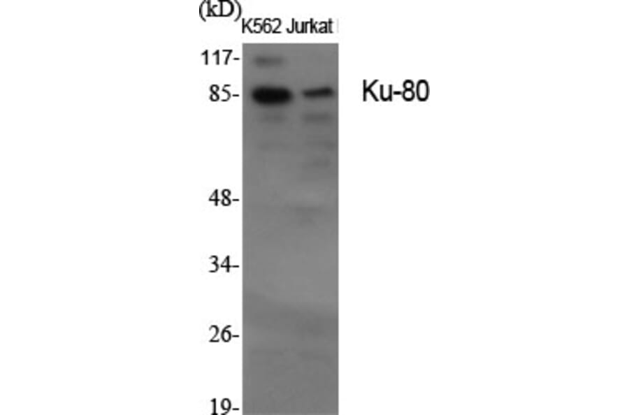 Western Blot - Anti-Ku70 + Ku80 Antibody (C0252) - Antibodies.com