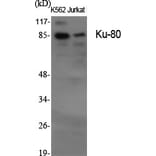 Western Blot - Anti-Ku70 + Ku80 Antibody (C0252) - Antibodies.com
