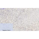 Immunohistochemistry - Anti-Synapsin Antibody (B7233) - Antibodies.com