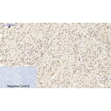 Immunohistochemistry - Anti-Synapsin Antibody (B7233) - Antibodies.com