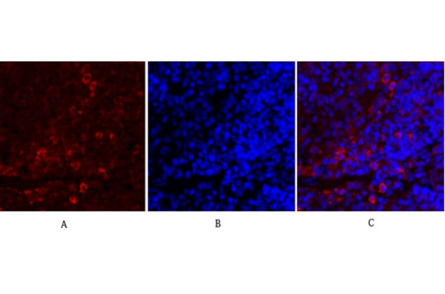 Immunofluorescence - Anti-Synapsin Antibody (B7233) - Antibodies.com