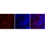 Immunofluorescence - Anti-Synapsin Antibody (B7233) - Antibodies.com