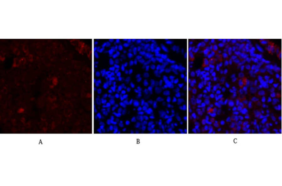 Immunofluorescence - Anti-Synapsin Antibody (B7233) - Antibodies.com