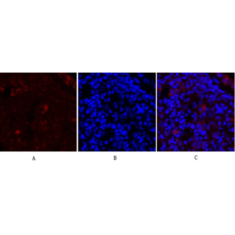 Immunofluorescence - Anti-Synapsin Antibody (B7233) - Antibodies.com