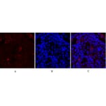 Immunofluorescence - Anti-Synapsin Antibody (B7233) - Antibodies.com