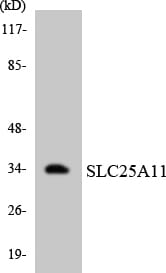 Western blot analysis of the lysates from HepG2 cells using Anti-SLC25A11 Antibody.