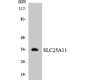 Western Blot - Anti-SLC25A11 Antibody (R12-3520) - Antibodies.com