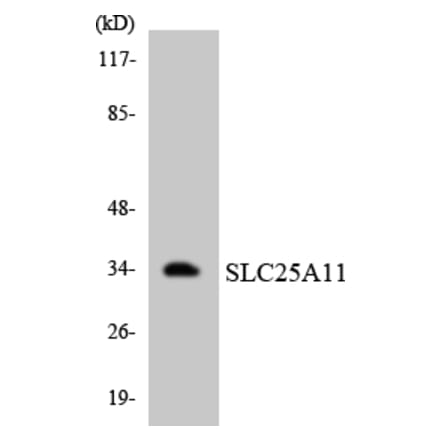 Western Blot - Anti-SLC25A11 Antibody (R12-3520) - Antibodies.com