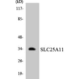 Western Blot - Anti-SLC25A11 Antibody (R12-3520) - Antibodies.com