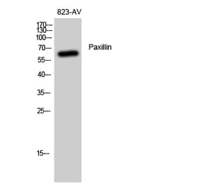 Western Blot - Anti-Paxillin Antibody (B8218) - Antibodies.com