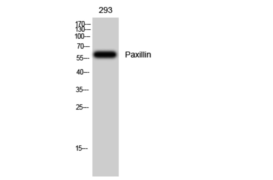 Western Blot - Anti-Paxillin Antibody (B8250) - Antibodies.com