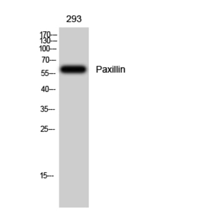 Western Blot - Anti-Paxillin Antibody (B8250) - Antibodies.com