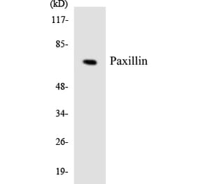 Western Blot - Anti-Paxillin Antibody (R12-3304) - Antibodies.com