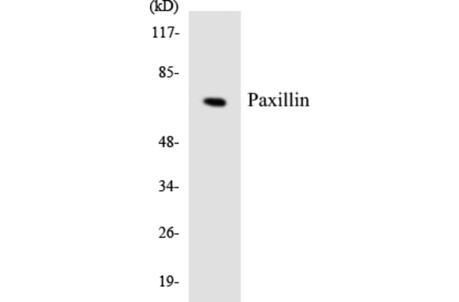Western Blot - Anti-Paxillin Antibody (R12-3304) - Antibodies.com