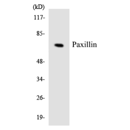 Western Blot - Anti-Paxillin Antibody (R12-3304) - Antibodies.com