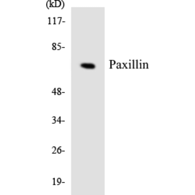 Western Blot - Anti-Paxillin Antibody (R12-3304) - Antibodies.com