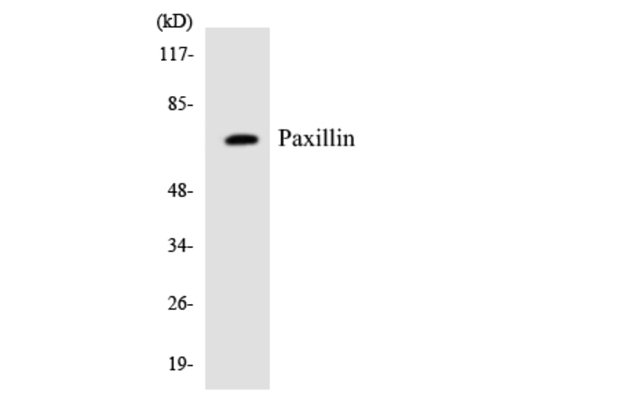 Western Blot - Anti-Paxillin Antibody (R12-3305) - Antibodies.com