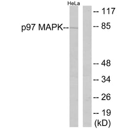 Western Blot - Anti-p97 MAPK Antibody (B0919) - Antibodies.com