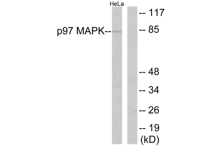 Western Blot - Anti-p97 MAPK Antibody (B0919) - Antibodies.com