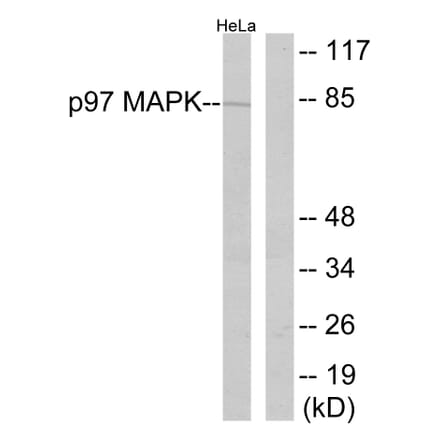 Western Blot - Anti-p97 MAPK Antibody (B0919) - Antibodies.com